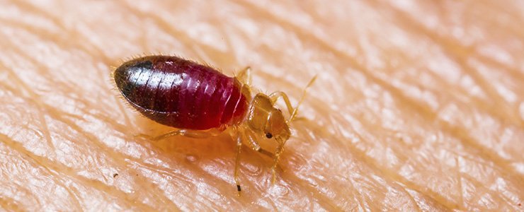 pest control services against bedbugs-GM