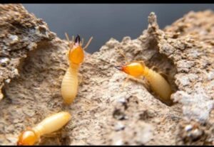 Termites services nairobi-gm