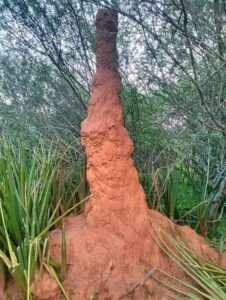 termites control-GM