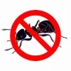 Ant Control Services