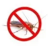 Cockroaches Control Services