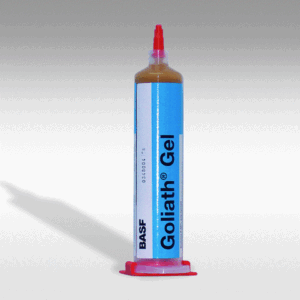 Cockroache Goliath Gelgel