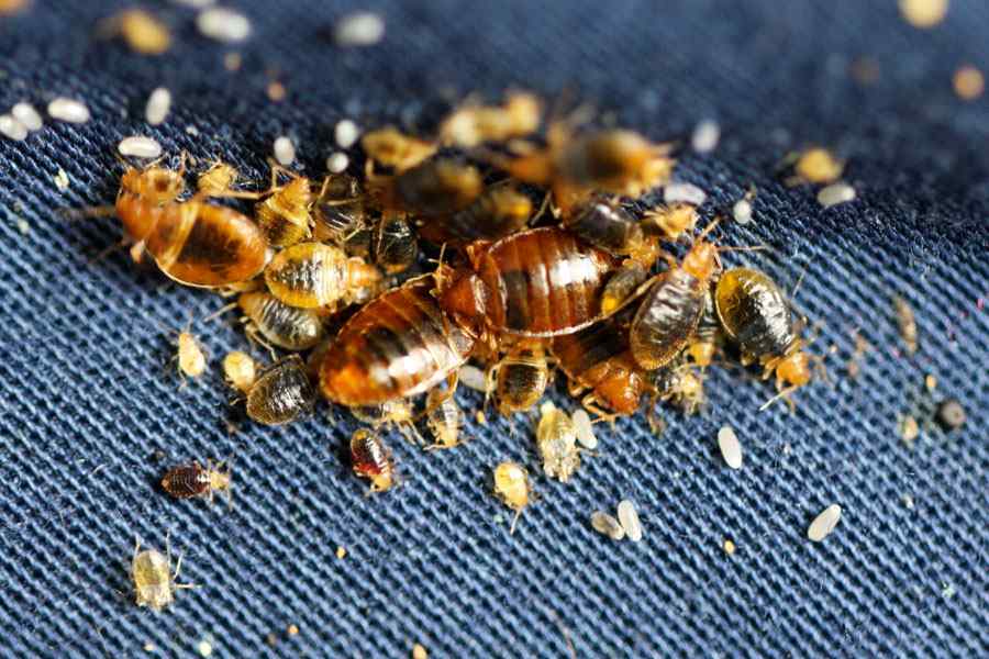 Benefits of Regular Pest Control for Homes & Businesses