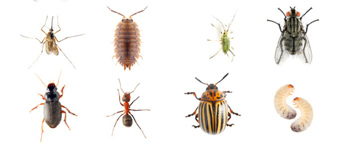 Why Offices Need Regular Pest Control Services