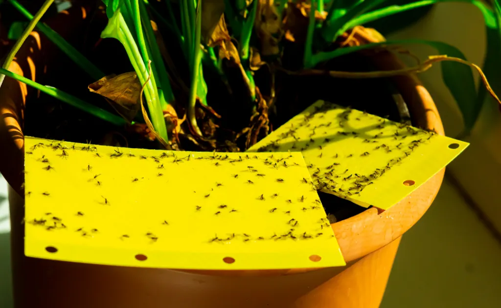 Benefits of Regular Pest Control for Homes & Businesses