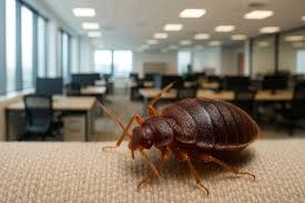 Why Offices Need Regular Pest Control Services