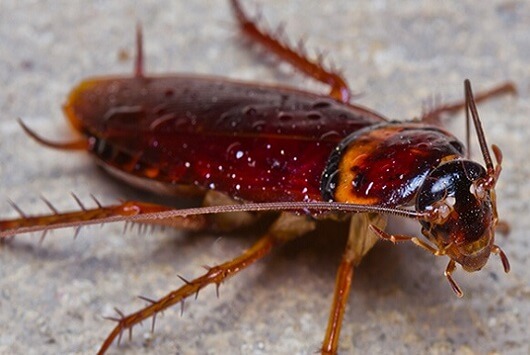 Why Offices Need Regular Pest Control Services