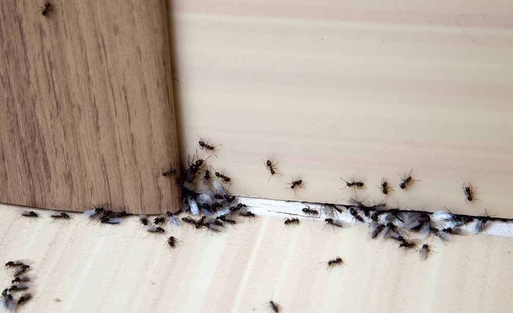 Benefits of Regular Pest Control for Homes & Businesses