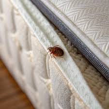 Why Bed Bugs Spread More in Hostels & Apartments