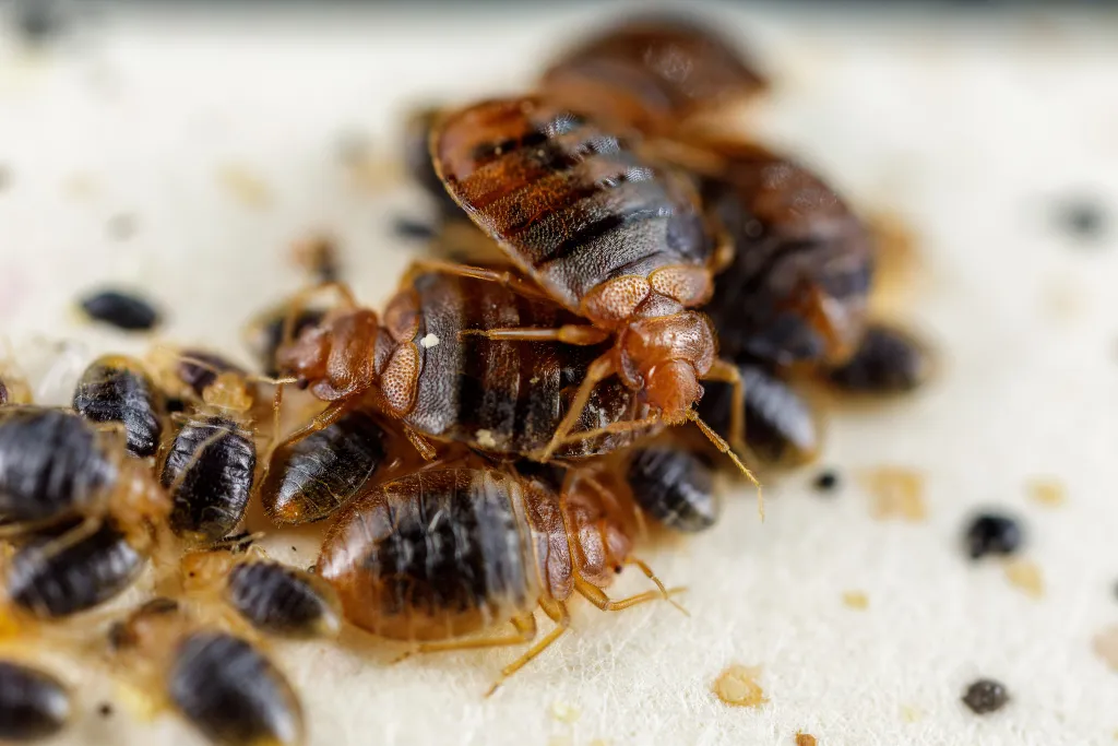 Why Bed Bugs Spread More in Hostels & Apartments