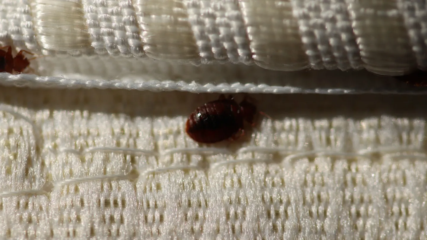 Why Bed Bugs Spread More in Hostels & Apartments